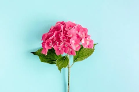 Pink hydrangea flower on the blue background. Flat lay, top view Stock Photos