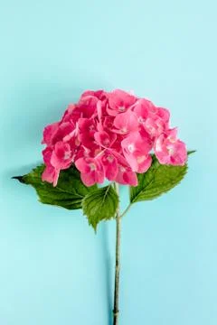 Pink hydrangea flower on the blue background. Flat lay, top view Stock Photos