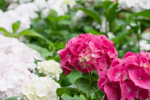 Pink hydrangea flower on a blurred background from a flower bed with white Stock Photos
