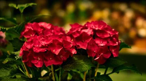 Pink hydrangea flower on a blurred background. Landscape design concept, plan Stock Photos