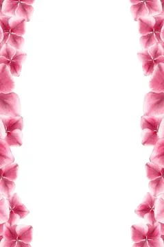Pink hydrangea flower border Stock Illustration