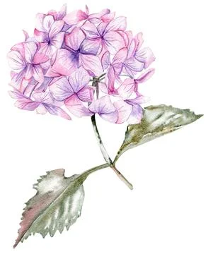 Pink hydrangea flower. For cards, backgrounds. Watercolor illustration for sc Stock Illustration