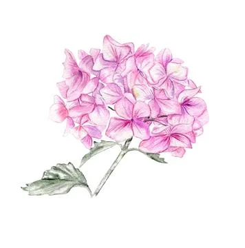 Pink hydrangea flower. For cards, backgrounds. Watercolor illustration for sc Stock Illustration