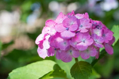 Pink hydrangea flower close up.  Stock Photos
