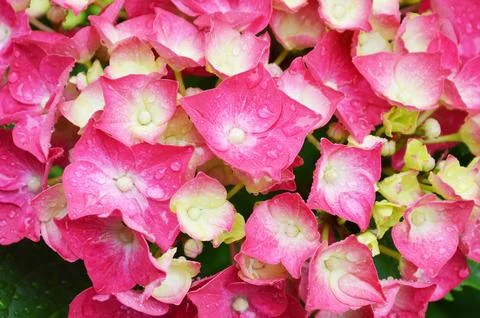 Pink hydrangea flower close up Stock Photos