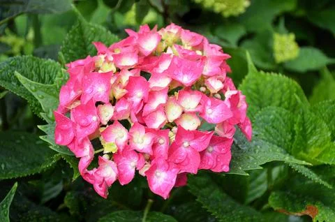 Pink hydrangea flower, close up Foto stock