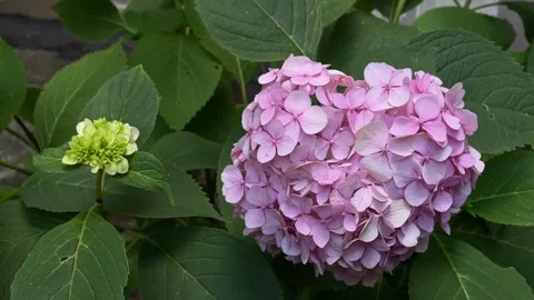Pink hydrangea flower cluster with lush green leaves offering a natural bac.. Vídeo Stock 344421475