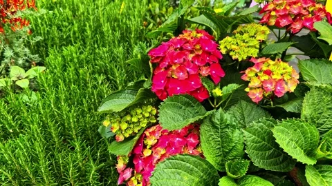 Pink hydrangea flower display Видео 346652778
