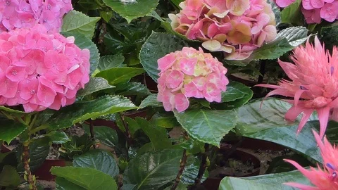Pink Hydrangea flower in flower field. Stock Footage 86196077