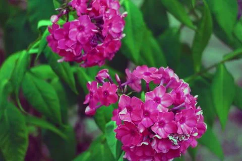 Pink Hydrangea Flower. Hydrangea macrophylla in the garden. Foto stock