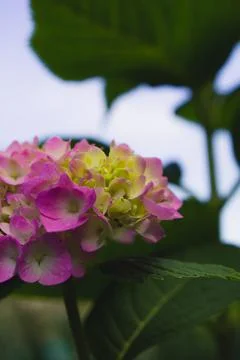 Pink hydrangea flower - Hydrangea macrophylla in the garden Stock Photos
