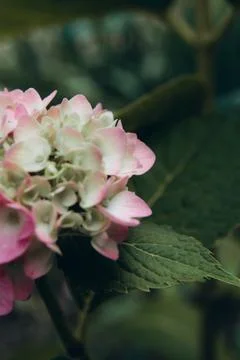 Pink hydrangea flower - Hydrangea macrophylla in the garden Stock Photos
