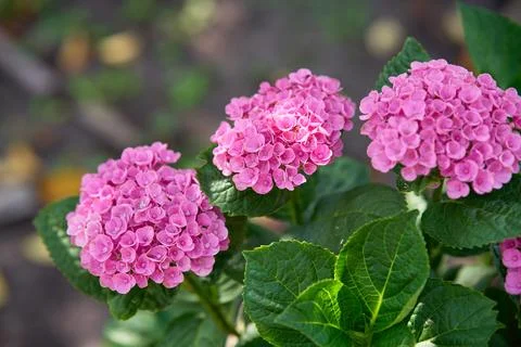 Pink Hydrangea flower. Hydrangea macrophylla. blooming in a garden Stock Photos