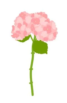 A pink hydrangea flower Stock Illustration
