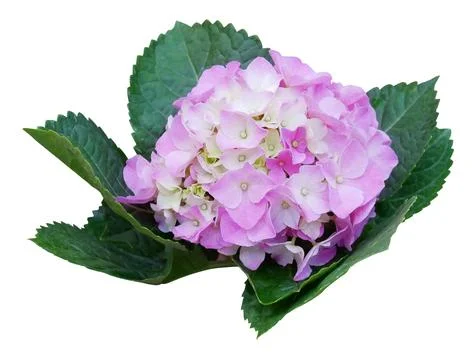 Pink Hydrangea flower isolated on white background. Stock Photos