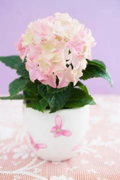 Pink hydrangea flower Stock Photos