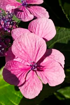 Pink Hydrangea flower Foto stock