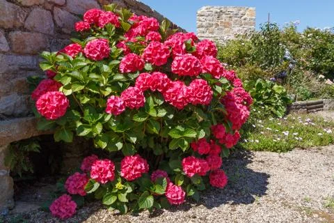 Pink hydrangea flower Foto stock
