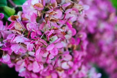 Pink hydrangea flower Stock Photos