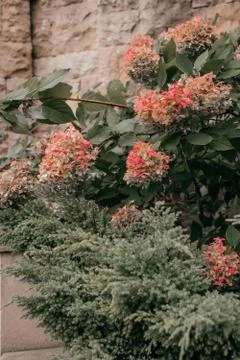 Pink hydrangea flower Stock Photos
