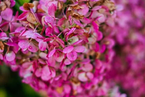 Pink hydrangea flower Stock Photos