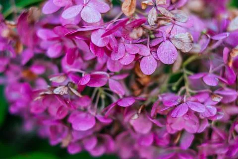 Pink hydrangea flower Stock Photos