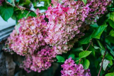 Pink hydrangea flower Stock Photos