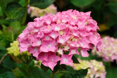 Pink hydrangea flower Stock Photos