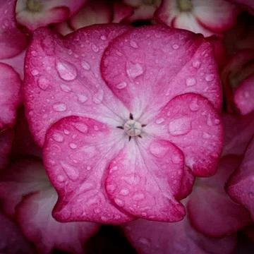 Pink Hydrangea Flower Stock Photos