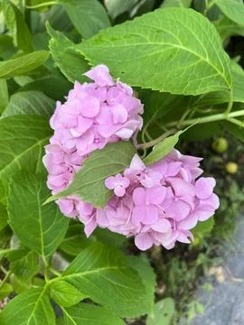 Pink hydrangea flower Stock Photos