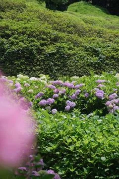 Pink hydrangea flower texture, day light Stock Photos