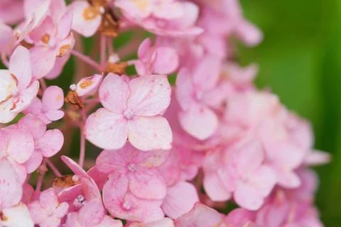 Pink hydrangea flower texture, day light Foto stock