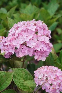 Pink hydrangea flower texture, day light Foto stock