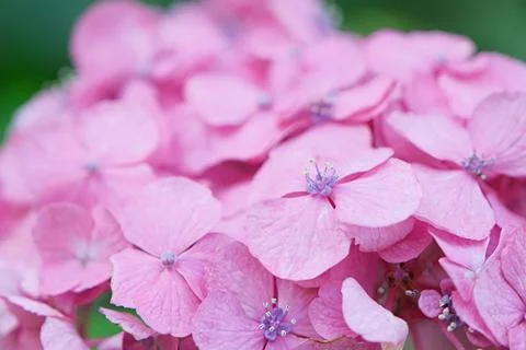 Pink hydrangea flower texture, day light Foto stock