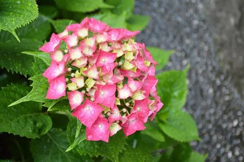 Pink hydrangea flower, top view Stock Photos