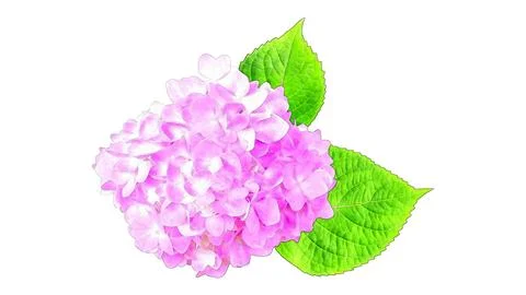 Pink hydrangea flower on a white background, watercolor effect. Stock Illustration