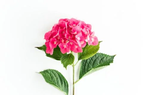 Pink hydrangea flower on the white background. Flat lay, top view Stock Photos