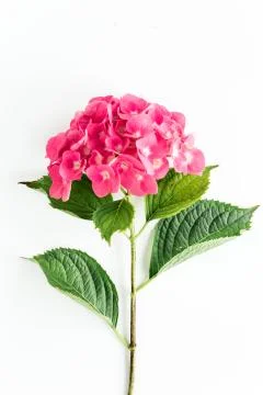 Pink hydrangea flower on the white background. Flat lay, top view Stock Photos