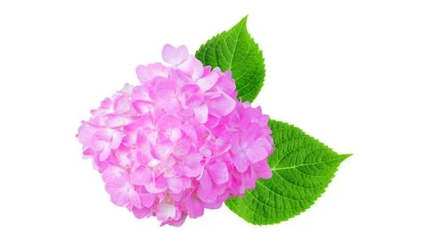 Pink hydrangea flower on a white background. Foto stock