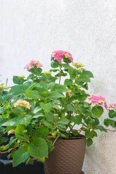 Pink hydrangea in flowerpot in bloom. Vertical picture Stock Photos