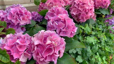 Pink hydrangea flowers on a bed of green ivy, the wind stirs the leaves. Stock Footage 124545469