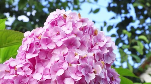 Pink hydrangea flowers blooming in garden Stockbeeldmateriaal 316285196
