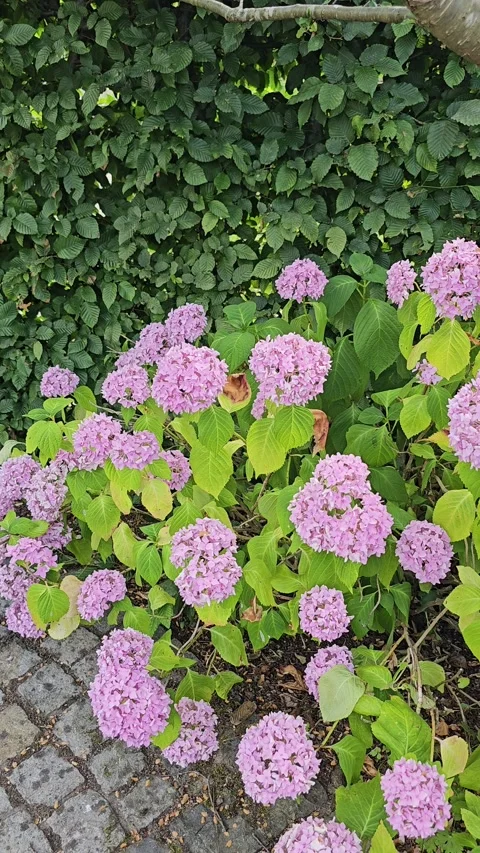 Pink hydrangea flowers blooming in a garden Vídeos de archivo 346463737