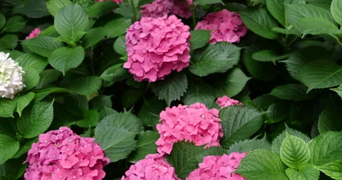 Pink Hydrangea Flowers Blooming in Lush Summer Garden Stock Footage 342028452