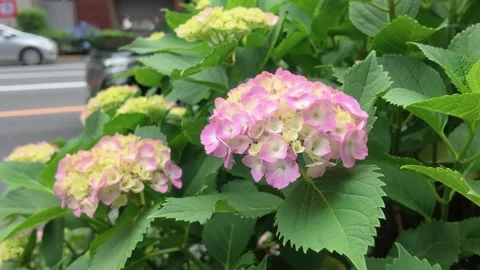 Pink  hydrangea flowers blooming on the sidewalk 動画素材 335925166