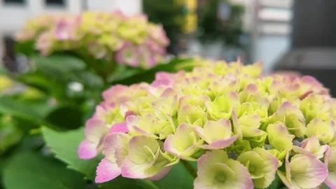 Pink hydrangea flowers blooming on the sidewalk Видео 335925169