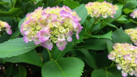 Pink hydrangea flowers blooming on the sidewalk Видео 335925170