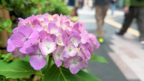 Pink hydrangea flowers blooming on the sidewalk Видео 335925171