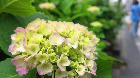 Pink  hydrangea flowers blooming on the sidewalk Видео 335925174