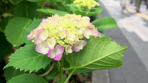 Pink  hydrangea flowers blooming on the sidewalk 動画素材 335925175